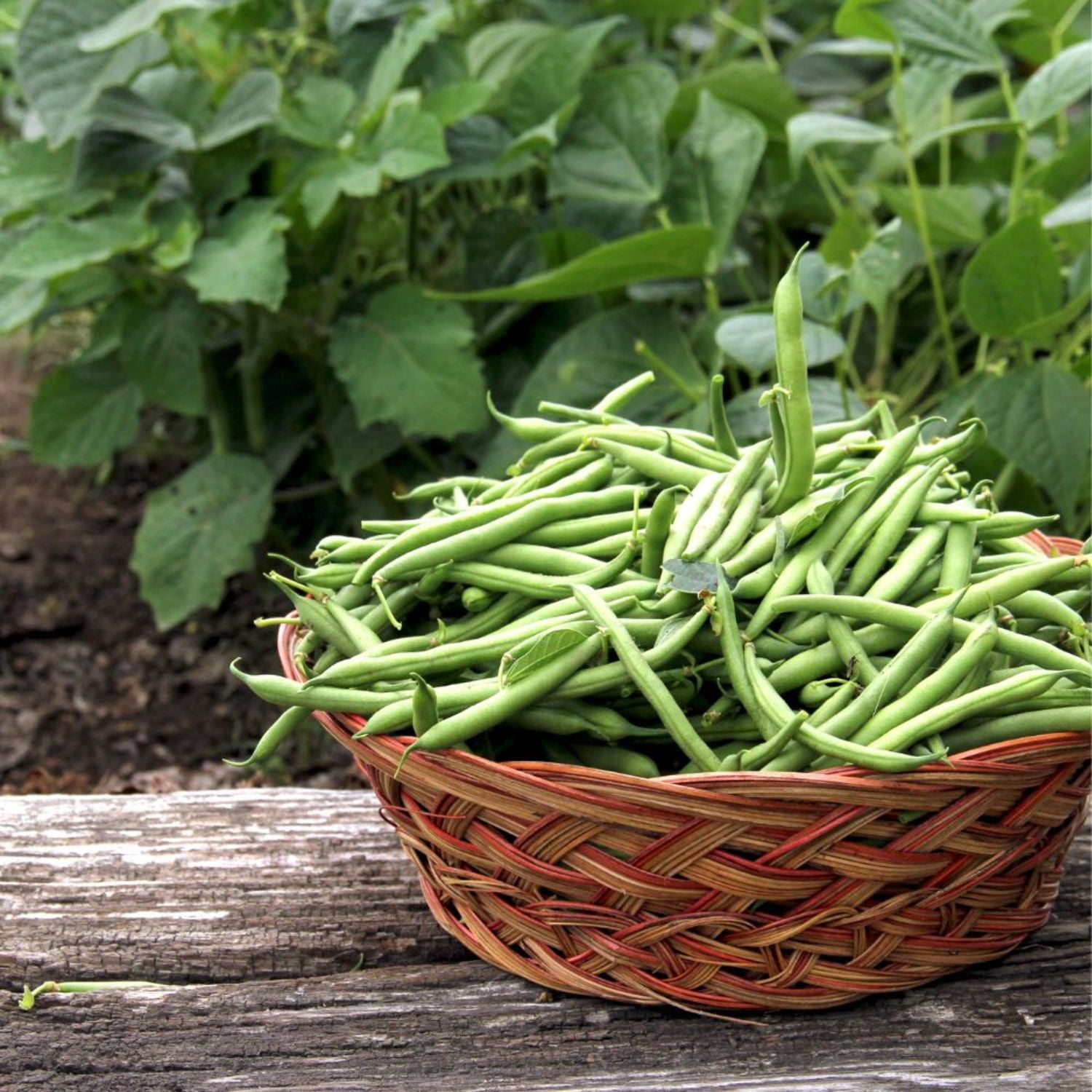 Proven Winners 4" Blue Lake Green Beans Live Plant in 4.25" Pot (4 Count)