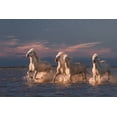 thumbnail image 2 of Anton, Rostovskiy 14x11 Black Ornate Wood Framed with Double Matting Museum Art Print Titled - Angels Of Camargue, 2 of 4