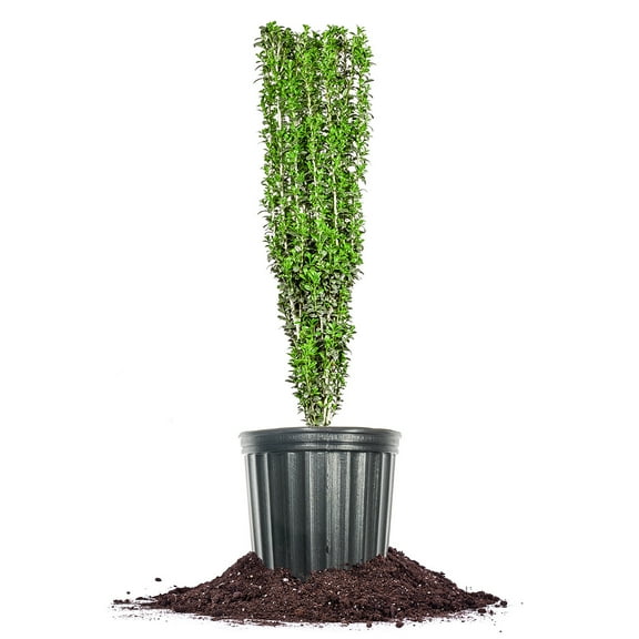 Perfect Plants Sky Pencil Holly 5 Gallon