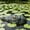 White Teeth, variant on Pond Floating Alligator Head Decoration,Alligator Head Decoy for Pool,Outdoor Garden Animal Statues,Resin Crocodile Head for Swimming Pool and Pond,Duck Deterrent Control,Predator,Heron