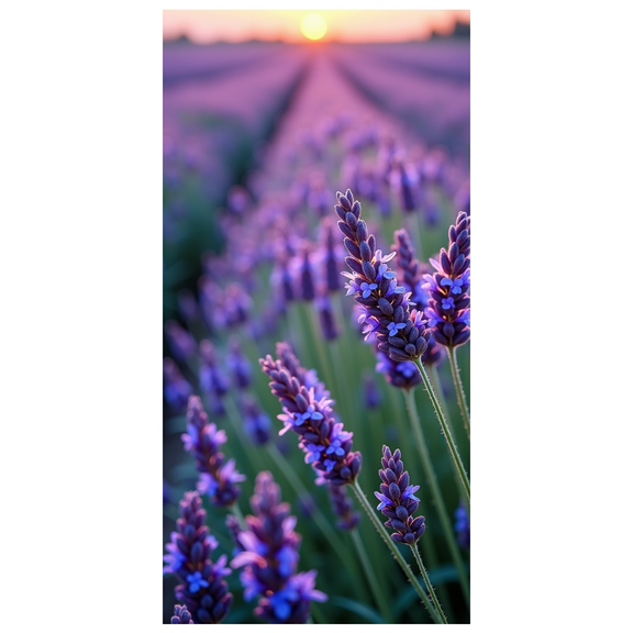 LUUFILx Lavender Field Sunset Background Banner Party Decorations Photography Props Garden Celebrations Summer Events Outdoor Gatherings