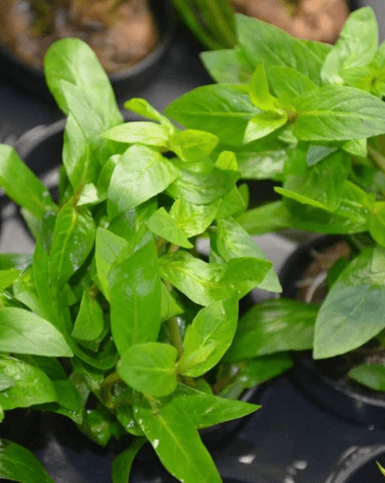 Staurogyne Repens – Live Freshwater Aquarium Plant for Foreground Aquascaping
