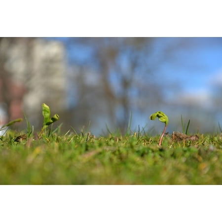 Canvas Print Spring Green Sunny Seed Germination Blue Grass Stretched Canvas 10 x (Best Conditions For Grass Seed Germination)