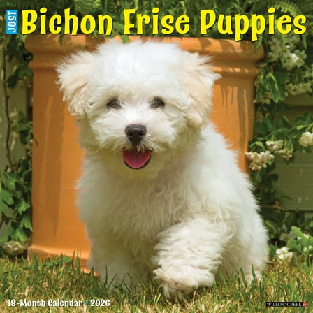 Bichon Frise Puppies 2026 Wall Calendar