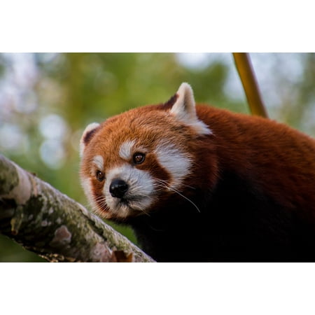 Framed Art for Your Wall Panda Mammal Sweet Red Panda Endangered Bamboo 10x13 Frame