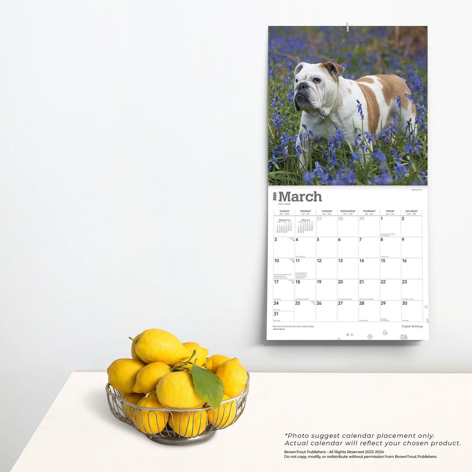 BrownTrout English Bulldogs 2024 12x24 Inch Square Wall Calendar, 9781975462017