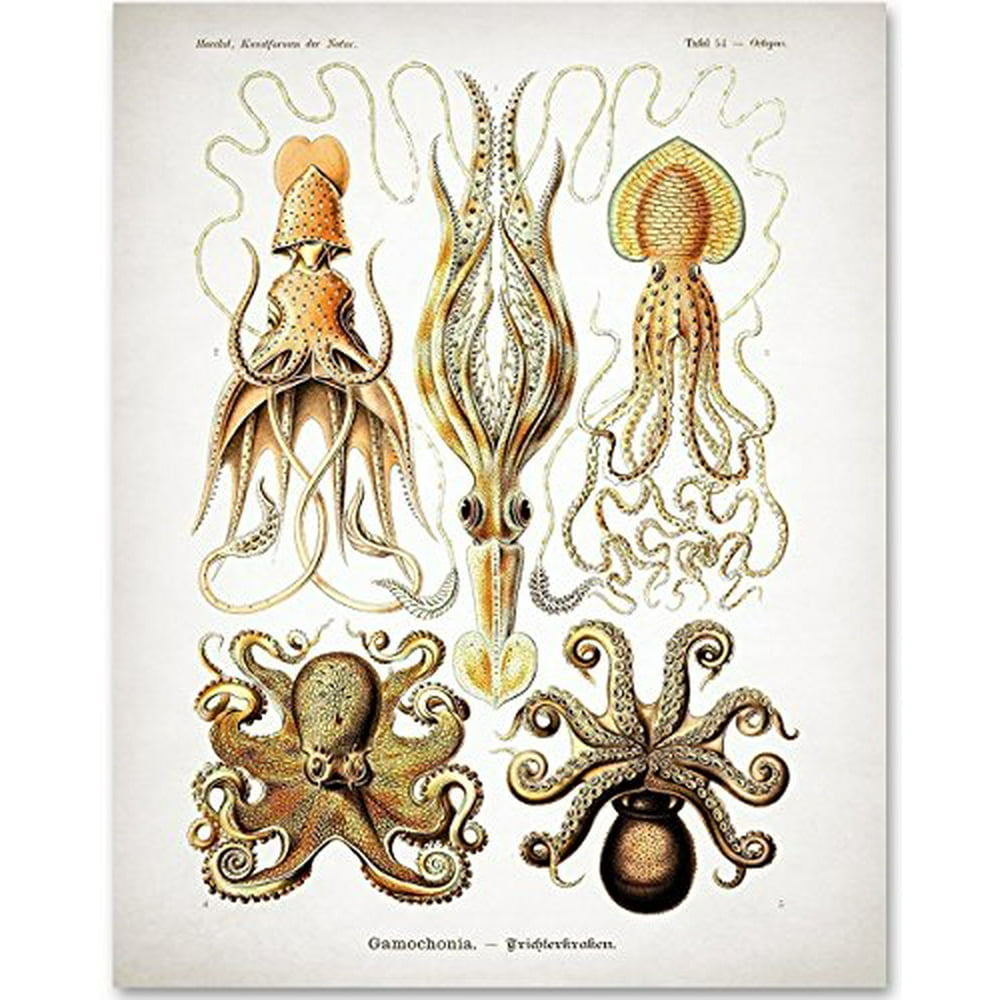 Antique Octopus Print 11x14 Unframed Art Print Great Wall Decor