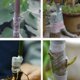 thumbnail image 5 of Cinta autoadhesiva de 100M para injertos de árboles frutales, herramientas para plantas, vivero, cintas para injertos de flores y vegetales para jardín, suministros, 5 of 8