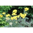 thumbnail image 4 of Yarrow 'Moonshine' - Live Starter Plant, 4 of 6