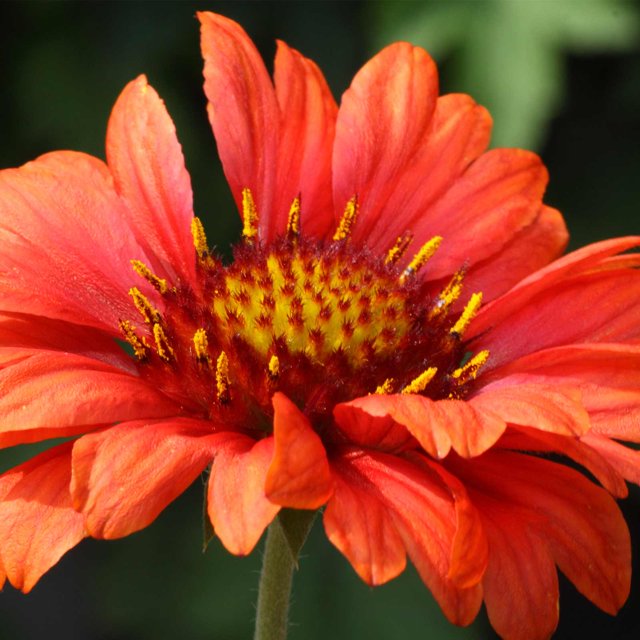Burgundy Gaillardia Flower Garden Seeds 1000 Seeds Perennial Flower
