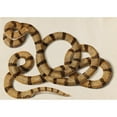 thumbnail image 2 of Franz Anton Von Scheidel 24x18 Black Ornate Framed Double Matted Museum Art Print Titled: Snake (1770), 2 of 5