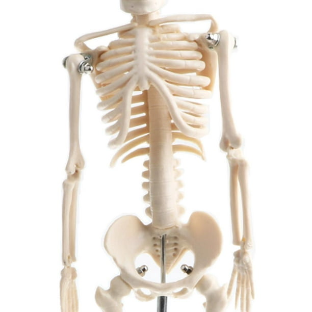 marque generique - Modèle Squelette De Corps éducatif Pour Enfants De 42 Cm  Avec Jouet D'anatomie Scientifique De Base - Kit d'expériences - Rue du  Commerce
