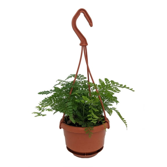 Rare Black Rabbit's Foot Fern - 4" Mini Hanging Basket - Davallia trichomanoides