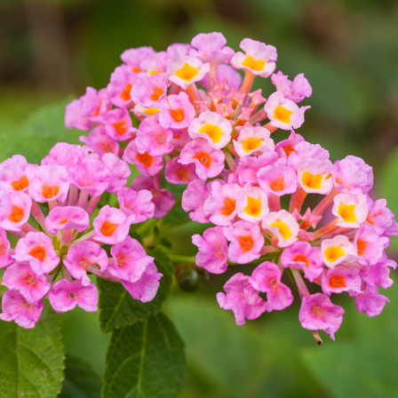 Trailing Pink Lantana Plant Live 4-6'' Tall, Lantana Live Plants, Lantana Flowers for Gardening, Fragrant and Colorful Bloom