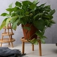 thumbnail image 4 of Bandeja para Macetas, Estante Flores de Madera Maciza, Escritorio Interior, Sala Estar, Pothos Suculentos en Maceta, Base JarróN Pie, 4 of 7