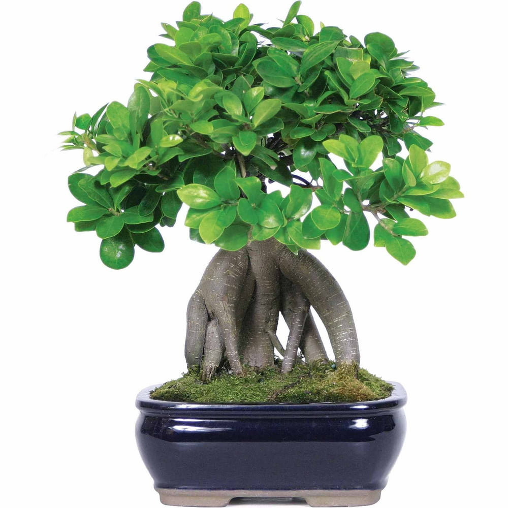 Brussel's Bonsai Ginseng Grafted Ficus Bonsai (Indoor)