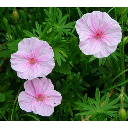 Striatum Hardy Geranium - Shell Pink/Dwarf Habit - Live Plant - Gallon (Best Place To Plant Geraniums)