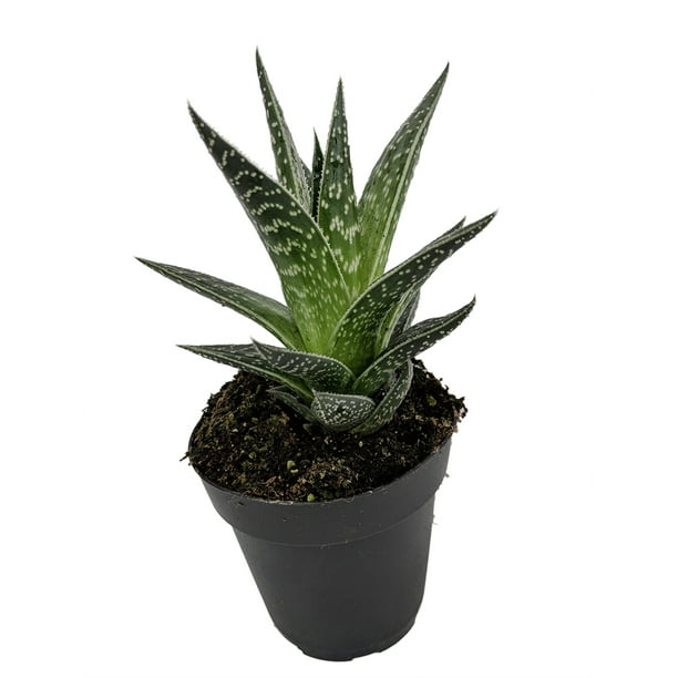 Tiki Succulent Plant Gasteria Easy to Grow 4" Pot