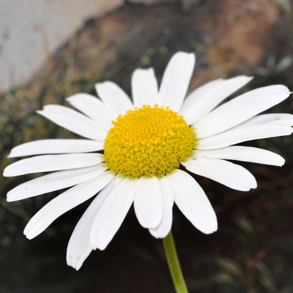 Shasta Daisy Flower Seeds - Snow Lady Variety - 100 Seeds - AAS Winner - Dwarf Flower Garden Plant - Perennial Daisies