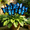 A, variant on Hardy Perennial - Butterfly Flower Hosta Bulbs - Low Maintenance - Ideal for Yard Landscaping, Plant Hangers