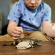thumbnail image 3 of Set de juego de juguete Schleich Wild Life Danger in The Swamp, 5 piezas, 3 of 8