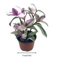 thumbnail image 2 of Pink Tradescantia Nanouk, Variegated Wandering Jew, Exclusive 4 inch, 2 of 8