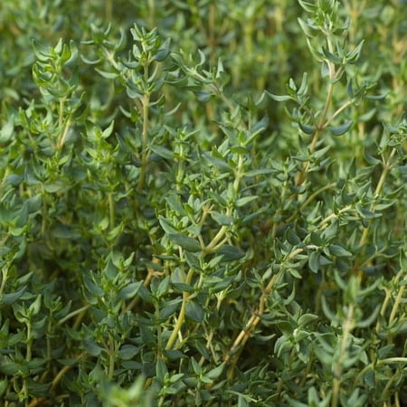 Rocket Farms 3 inch Potted Living Thyme - Edible Herb