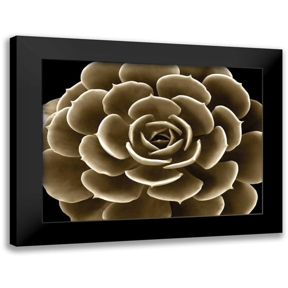 Jensen, Mia 14x12 Black Modern Framed Museum Art Print Titled - Succulent Taupe IV