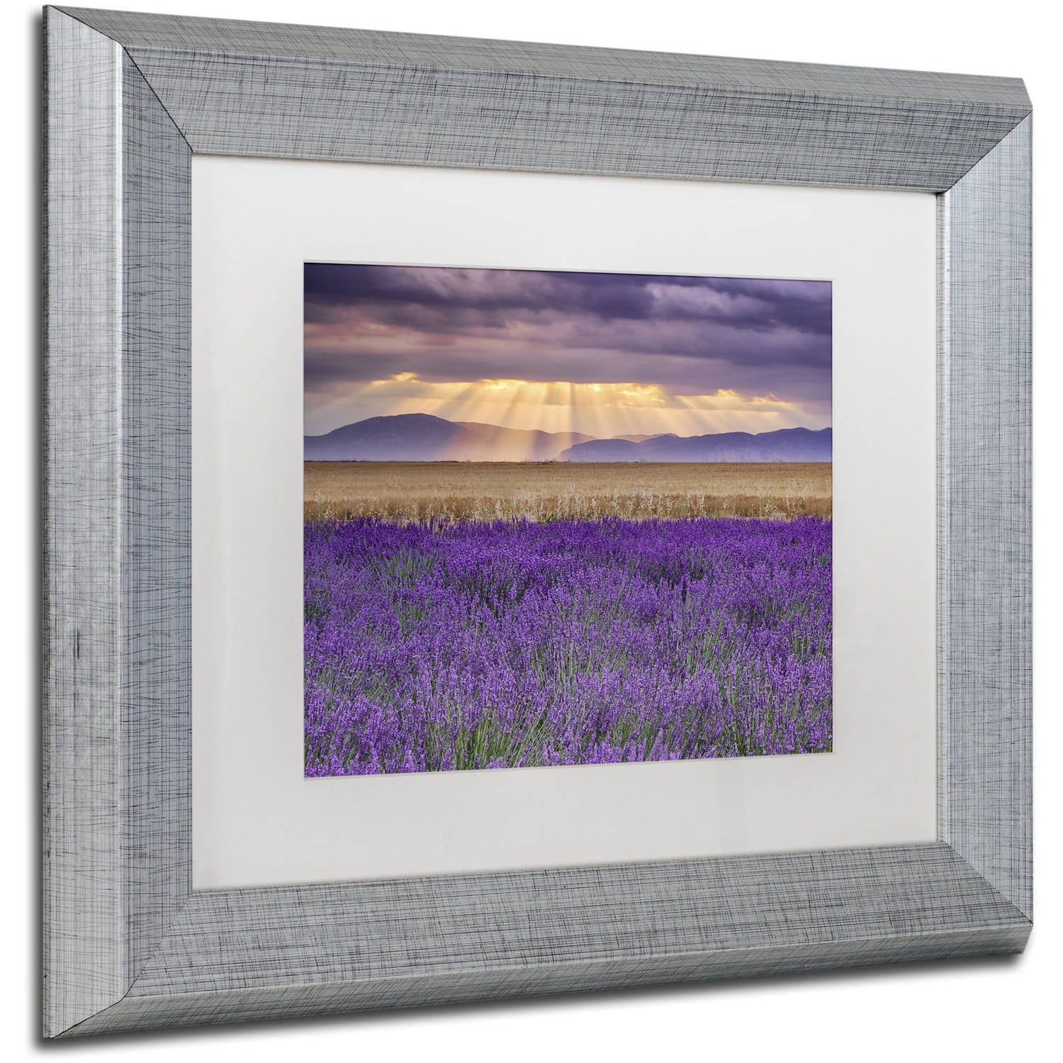 Trademark Fine Art "Lavender Sunbeams" Canvas Art by Michael Blanchette Photography White Matte, Silver Frame