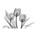 thumbnail image 2 of Koetsier, Albert 24x17 Black Ornate Wood Framed with Double Matting Museum Art Print Titled - Tulips Three in BandW, 2 of 4