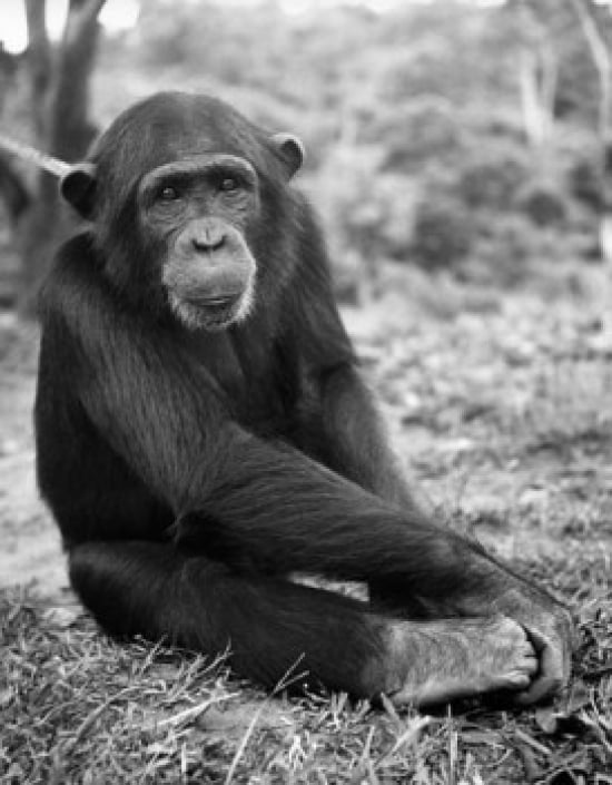 Chimpanzee Sitting
