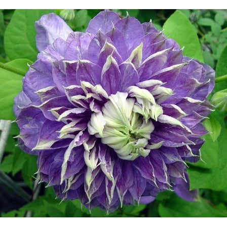 Blue Light Clematis Vine - Blooms Spring & Fall - 2.5" Pot