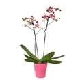 thumbnail image 3 of Orquídea en base de cerámica varios modelos 1 pieza, 3 of 4