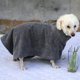 thumbnail image 4 of Toalla de secado para mascotas gris, albornoz, ropa cálida para perros, cuerda de baño superabsorbente L L Yuyangstore Cuerda de baño para mascotas, 4 of 8