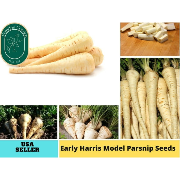 210 Seeds| Early Harris Model Parsnip Seeds, - Authentic Seeds ~ GMO Free ~ Seeds~Flower seeds~Vegetable seeds~Asian Garden~Herbs B5G1 #7033