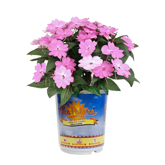 Altman Plants Pink Sunpatiens, Real Flowers, 2.5 Qt. Pot, Live Plant, Annuals, Full to Part Sun