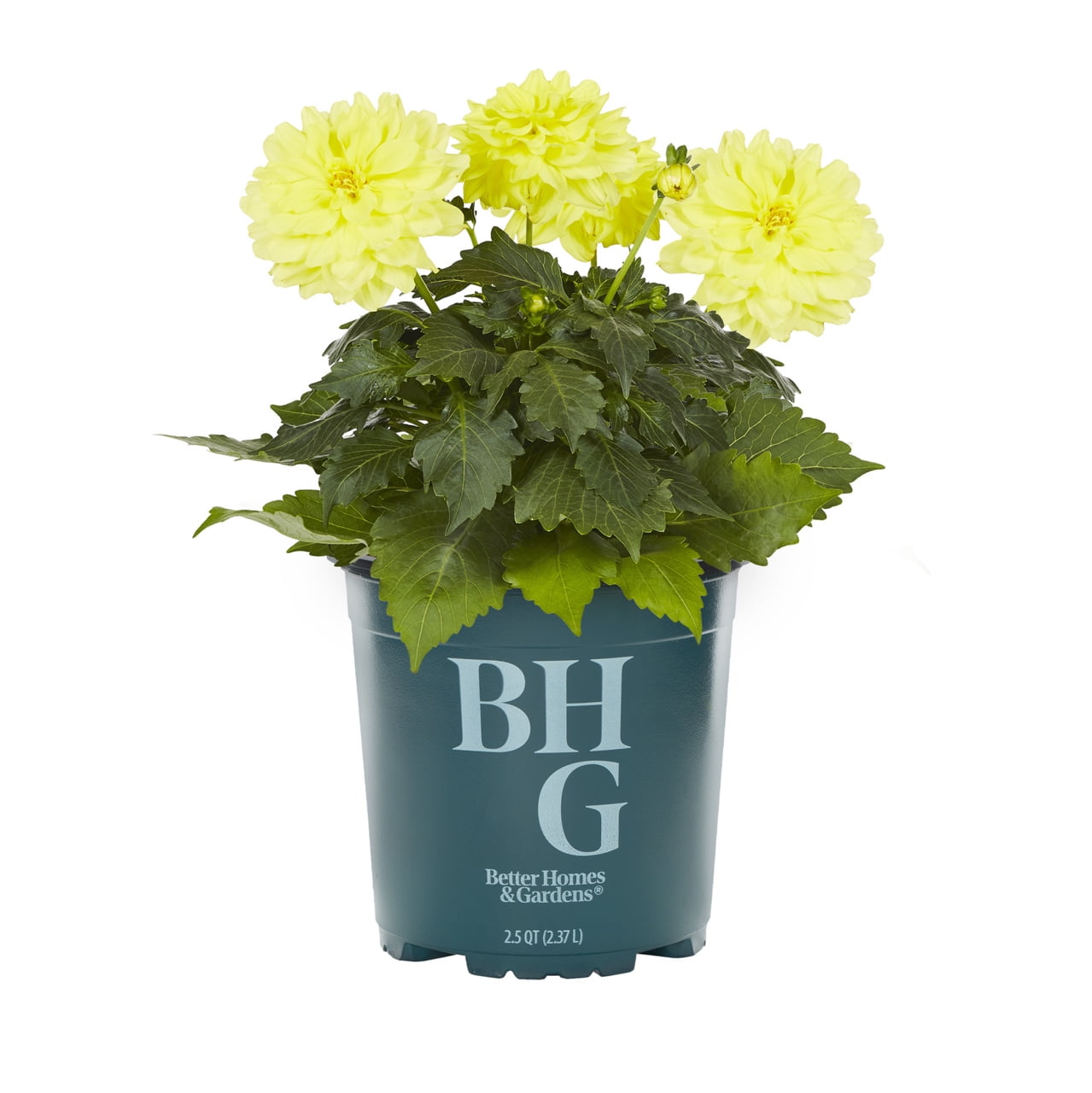 Better Homes & Gardens 2QT Yellow Dahlia Live Annual Plant Sun 3-Pack