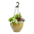 thumbnail image 4 of Element 12IN Live Plant Succulent Hanging Basket Mixed Varieties Live Plants, 4 of 8