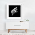 thumbnail image 2 of Trapezium Horse Conch sea shell - Photography Black and White Minimalist Nature Abstract Marine Life Coastal White Framed Wall Art Print 16 x 16 inches, 2 of 3