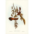 thumbnail image 2 of Gould, John 13x18 Black Modern Framed Museum Art Print Titled - Rufous-fronted Fantail-Rhipidura rufifrons, 2 of 4