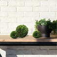 thumbnail image 3 of Boxwood Ball 8" - Green, 3 of 3