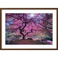 thumbnail image 2 of Art.com Pink Tree 2 Photographic Print by Moises Levy, Brown Frame Wall Art, 29" x 21", 2 of 5