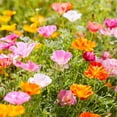 thumbnail image 3 of TomorrowSeeds - Ballerina Mix California Poppy Seeds - 18,000+ Count - For 2026 Planting Crimped, 3 of 9