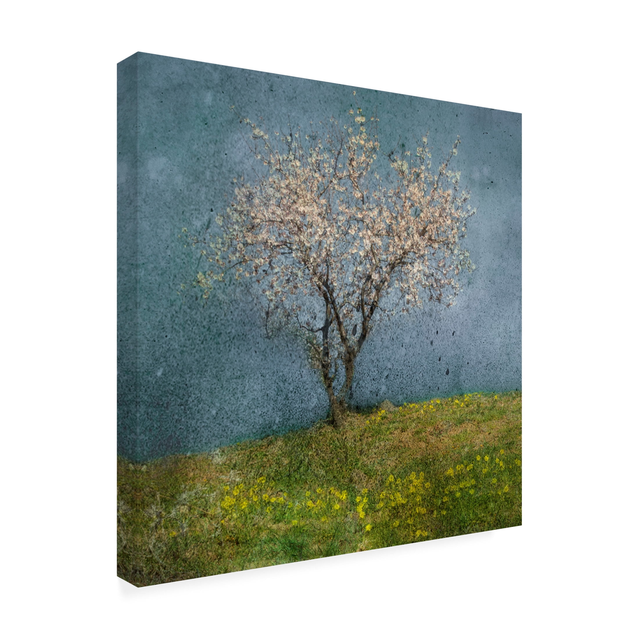 Canvas Wall Art - Nel Talen 'Almond Tree' Wall Art for Living Room, Bedroom, or Office Décor by Trademark Fine Art - 24 x 24 Inches