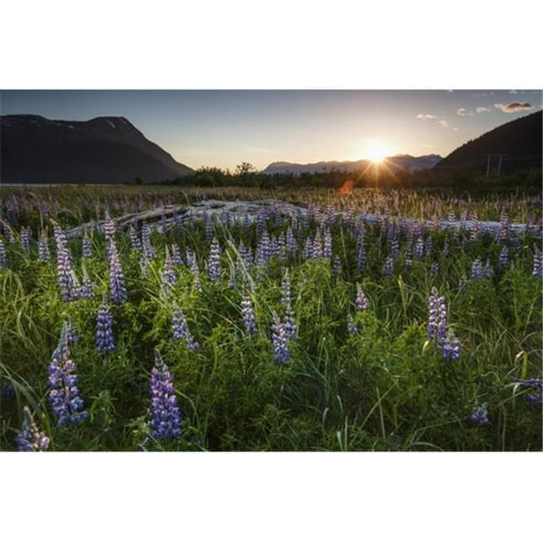 Posterazzi DPI12304075LARGE Fleurs Lupins au Coucher du Soleil sur les Montagnes de Chugach le Long du Bras Tournagain dans le Centre-Sud de l'Alaska Poster Print par Jeff Schultz&44; 38 x 24 - Grand