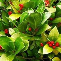 Wintergreen Seeds - Wintergreen Ground Cover Seed - 1000 Seeds