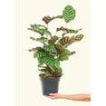 thumbnail image 6 of Calathea Makoyana Live Green Plant in 8" Pot, 6 of 6