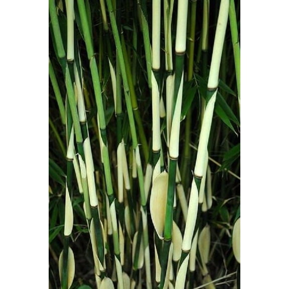 50 Fargesia Bamboo Seeds