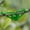 Green, variant on Training Clips Adjustable Low Stress Training Benders for Hydroponic Branch Support and Garden Canopy Shaping