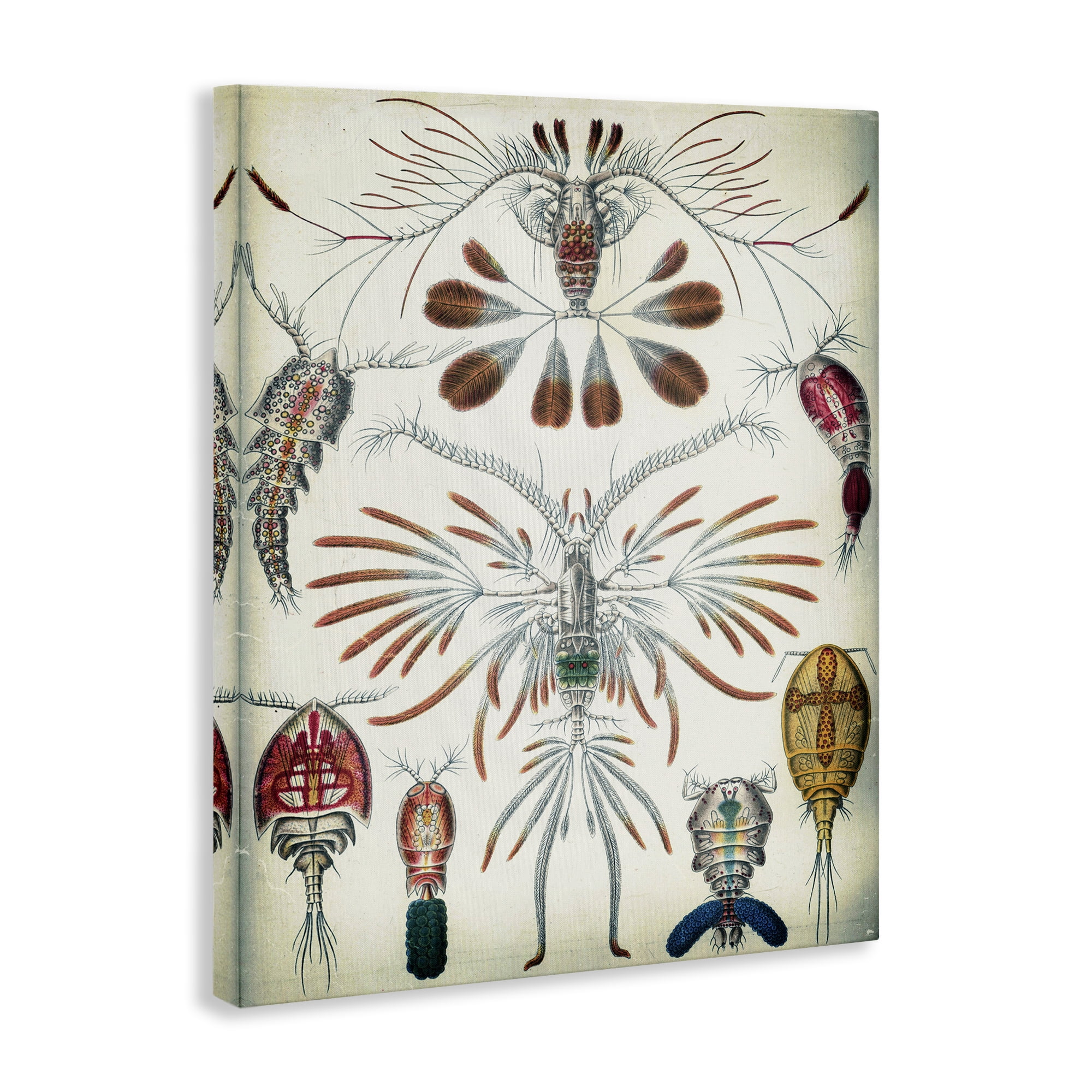 Stupell Industries Vintage Crustacean Diagram STEM Painting Wrapped Canvas Art Print Wall Art, 24 x 30
